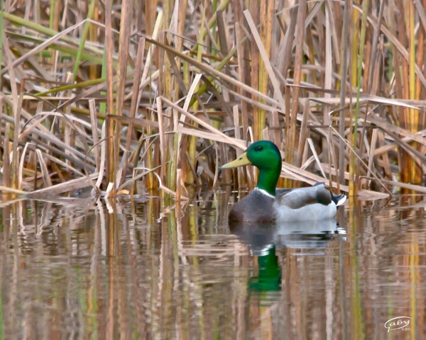 2011 10 24 Canard Étang Shipshaw DSC0120