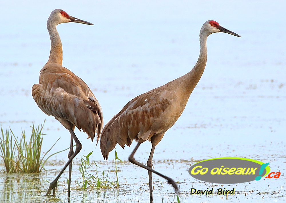 Grue Du Canada Sandhill Crane Go Oiseaux Quebec