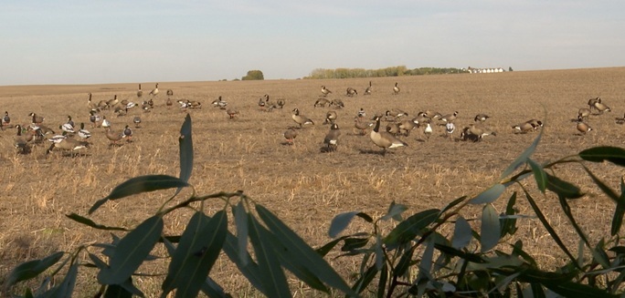 Chasse Au Champs 1