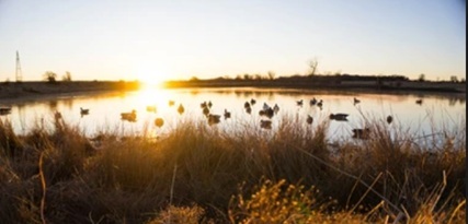 Chasse Au Marais 3